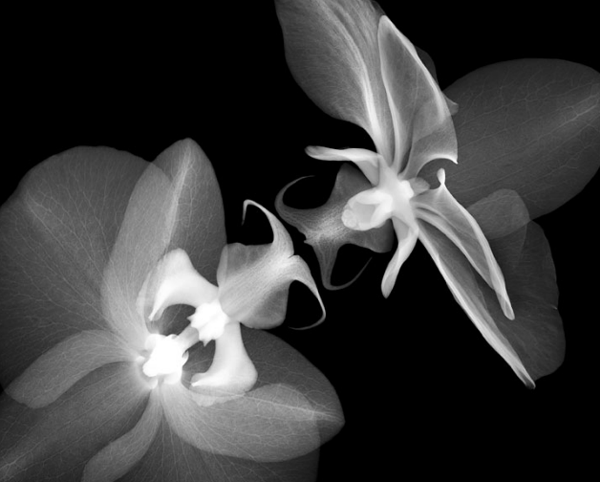 View larger image View larger image